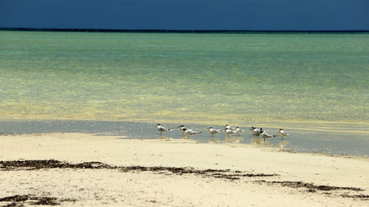 Les Seychelles, un paradis écologique
