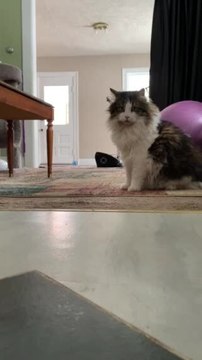 Older Cat Moves Away But Kitten Follows And She Seems Unimpressed