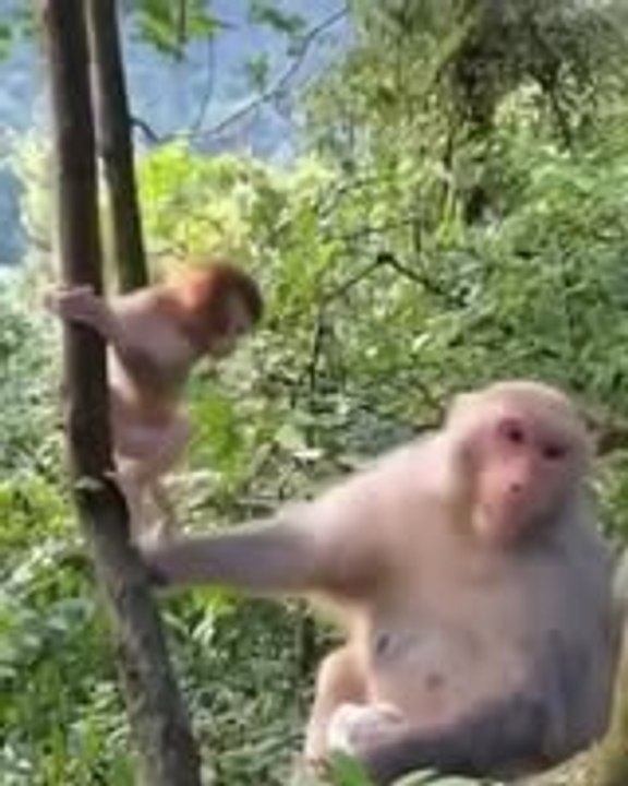 Monkey is funny