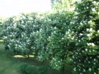 Żychlin, Osiedle Traugutta