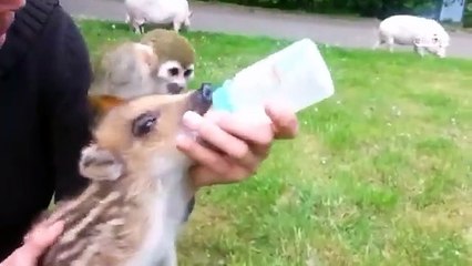 Funny video funniest farm animals 😹