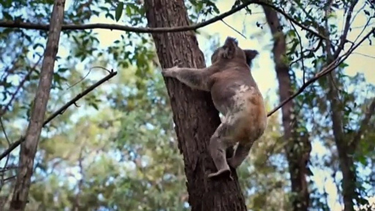The race to build homes is putting Queensland's vulnerable koalas at risk