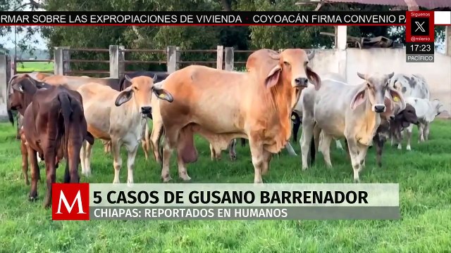 Sube a cinco los casos de miasis en humanos por gusano barrenador en Chiapas