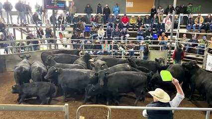35th Hunter Valley Angus Breeders’ female sale
