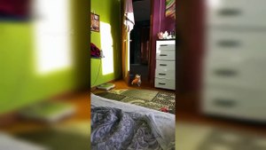 Funny DOGS and CATS Videos You'll Ever See New FUNNY Animals Videos🐈🐕 //2025
