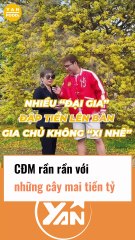 CĐM rần rần với cây mai tiền tỷ