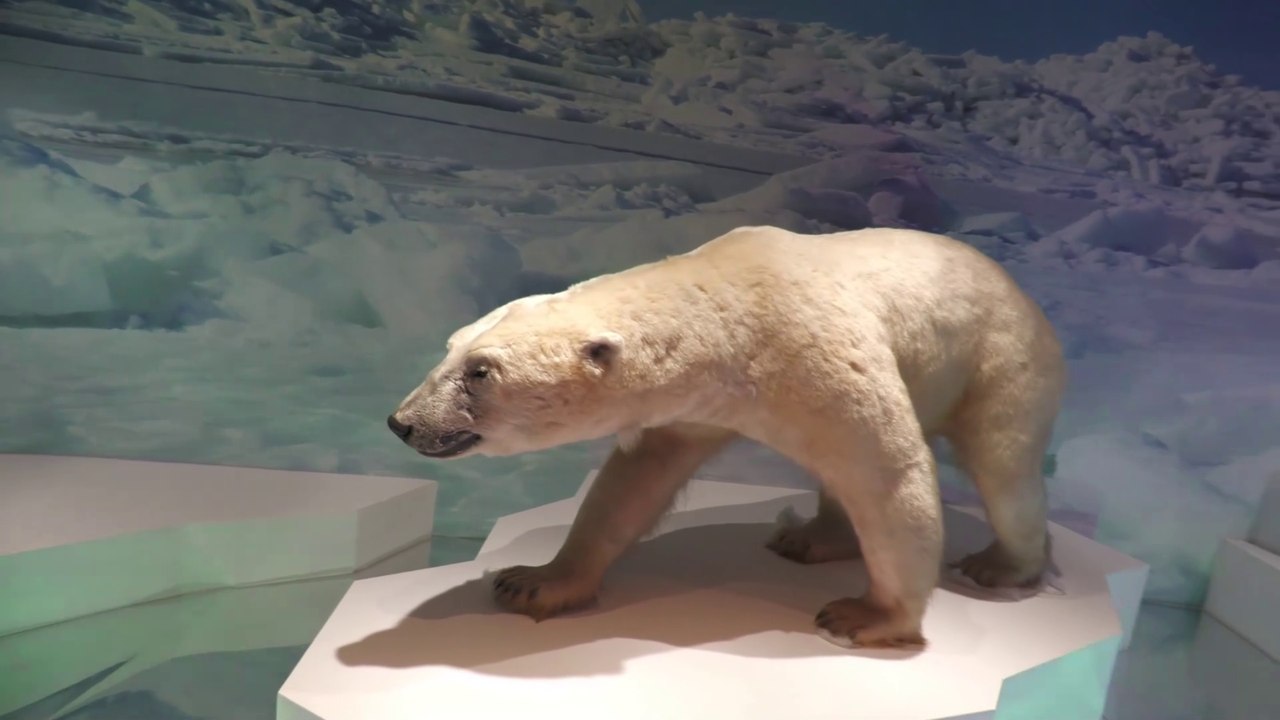 [RU] Krasnogorsk: Walking Tour [Crocus City Oceanarium "Ice age" / Panasonic HC-X1600]