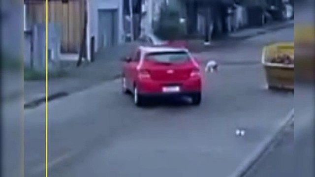 Mulher é indiciada por maus tratos após atropelar cachorro no Paraná; assista