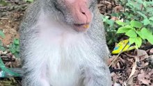No Such Thing As Too Much For This Monkey!