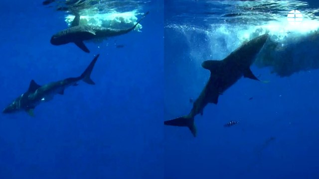 Insólito suceso entre dos especies distintas de tiburón que ha durado más de 8 horas