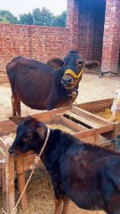 Pets life #pets #goatbaby #baby #whitebeauty #quebani