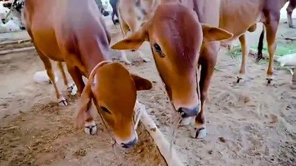 Qurbani k Janwar k saath zulam ho raha hai,lazmi dekhain very important