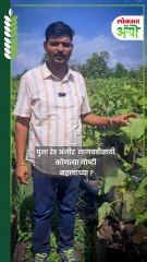 पुना रेड अंजीर लागवडीसाठी कोणत्या गोष्टी महत्त्वाच्या