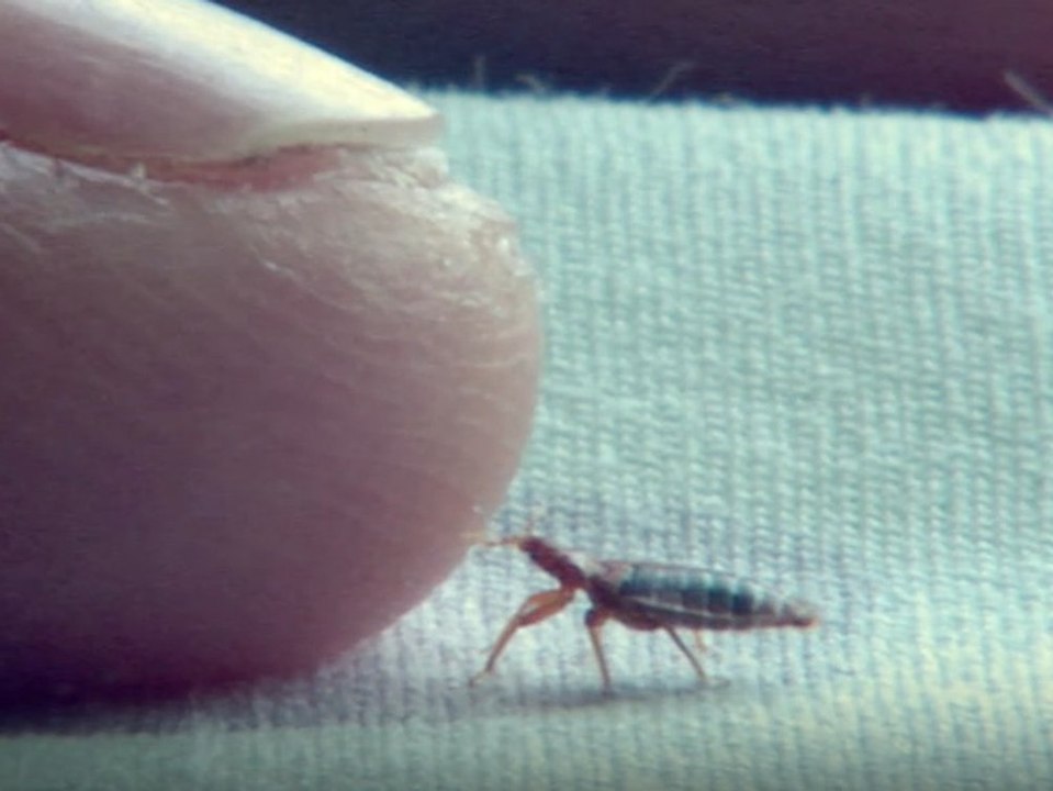 Bettwanzen aus dem Urlaub mitgebracht: Das hilft gegen den Befall