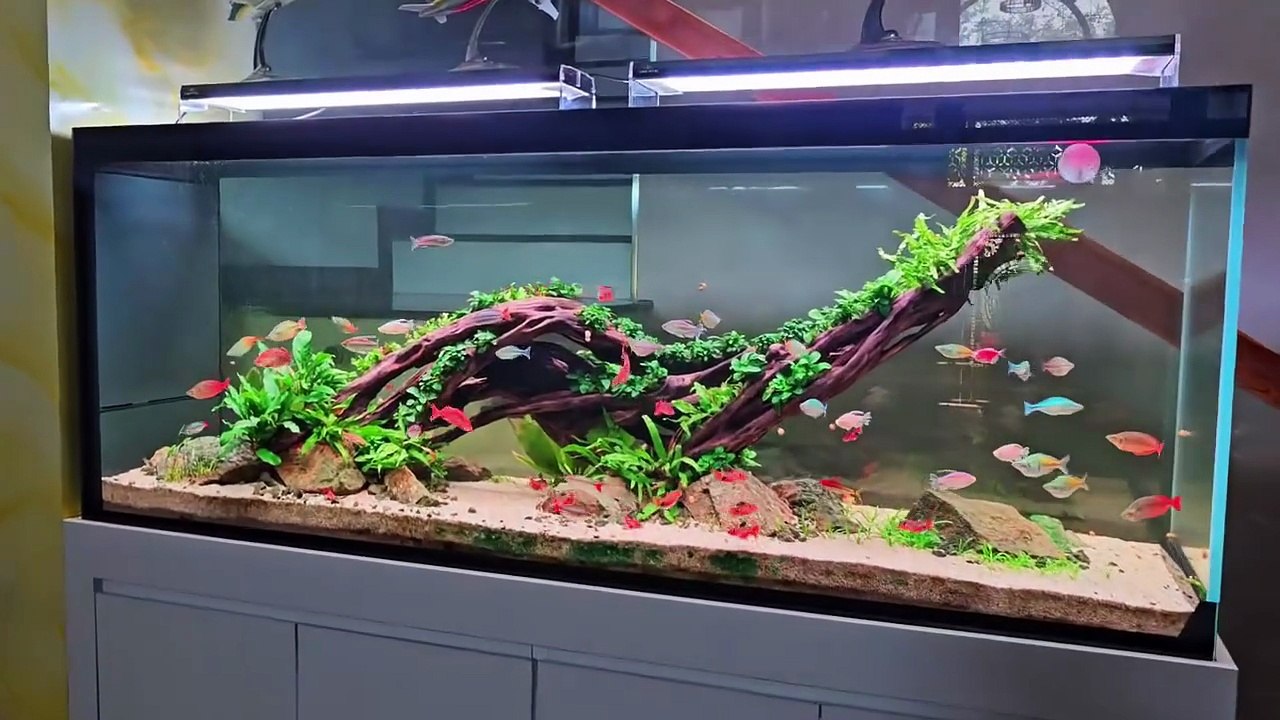 Planted aquarium 27
