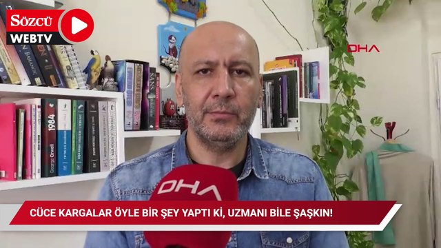 Cüce kargalar öyle bir şey yaptı ki, uzmanı bile şaşkın!