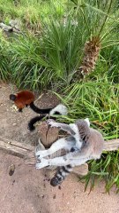 NOURRISSAGE des Lémuriens au Zoo de la Flèche