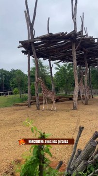 BIENVENUE chez les girafes