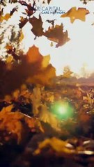 Engaging Fall Activities for Seniors | STAR Capital