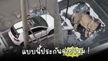 เหมียวจอมซนหล่นเป๊ะ ! นอนแอ้งแม้งบนซันรูฟ เจ้าของรถมาเห็นมีสะดุ้งแน่