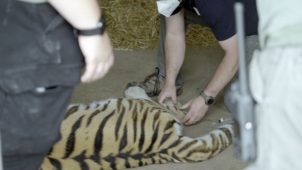 Big cat Tschuna, a rare Amur Tiger, is padding around freely after a delicate operation to remove a troublesome ingrown toenail