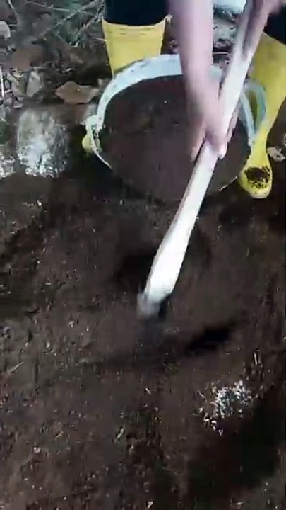 Pengolahan pupuk kandang