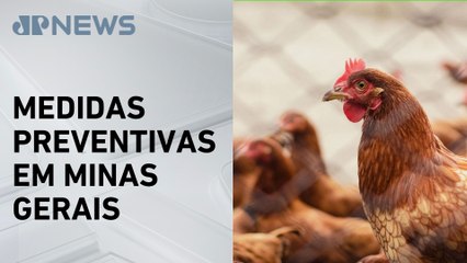 Governo de MG promete evitar disseminação da gripe aviária
