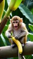 Happy monkey like share short video