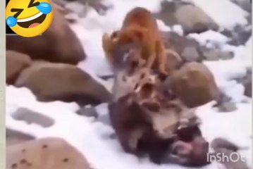 After my memory came back, I felt like it was a dog.