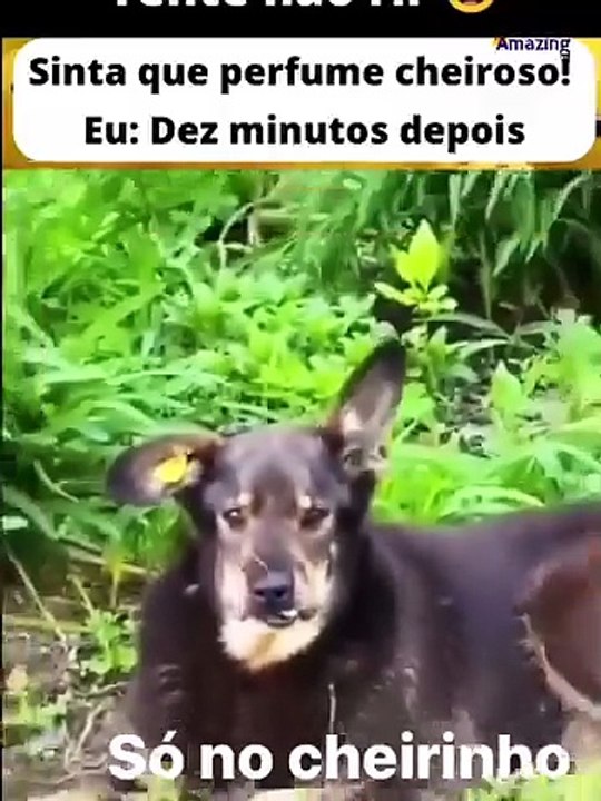 Funny video