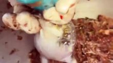 Stuffed frog meal hahaha