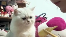 😹 Funny Cats Begging for Food 🍽️ – Pisici Haioase Cerând Mâncare 🐱❤️