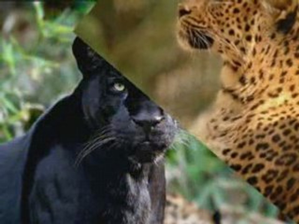 LES FELINS