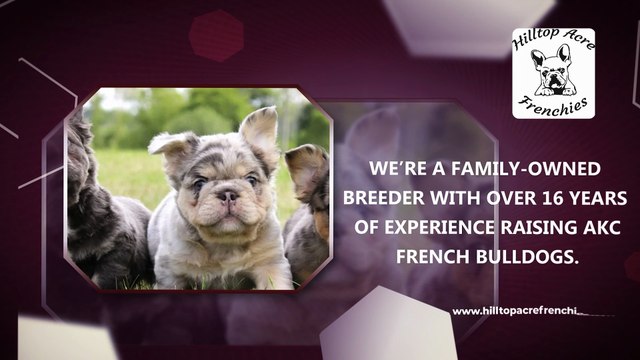 Fluffy French Bulldog Puppies Adorable, Unique, and Full of Love | Hilltop Acre Frenchies