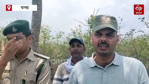 पन्ना टाइगर रिजर्व में मिला बाघिन का शव, 20 दिन में 4 वन्य प्राणियों की मौत