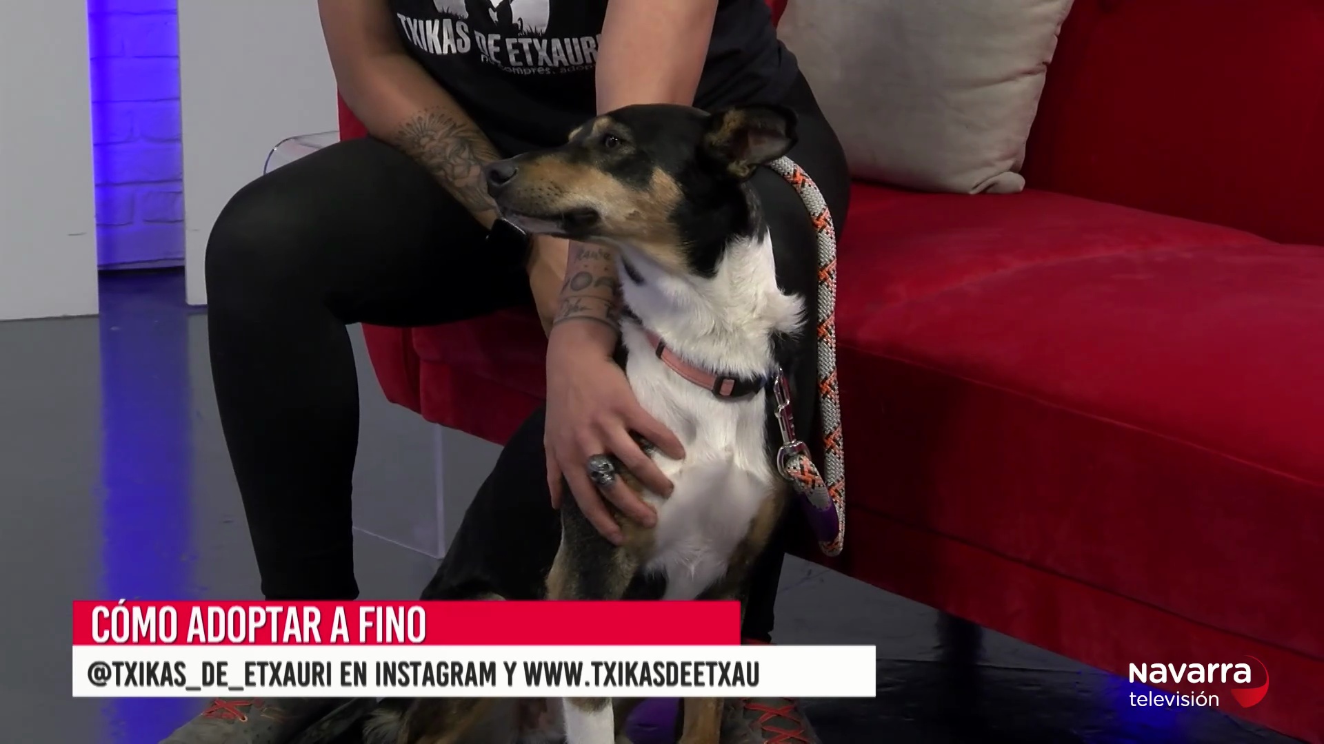 Fino, un perrete muy cariñoso perfecto para una familia primeriza