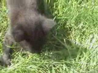 Les chatons à 2 mois ... they're so cute !!!