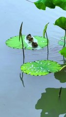 Ducks Swimming in the River, Quack,,, Quack