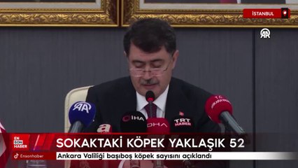 Ankara Valiliği başıboş köpek sayısını açıklandı