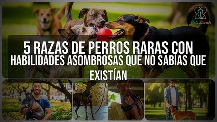 Descubre 5 Razas de Perros Raras con Habilidades Asombrosas que No Sabías que Existían