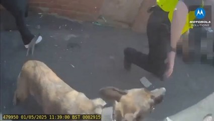 Dramatic footage shows rugby-playing police officer tackle and arrest wanted man