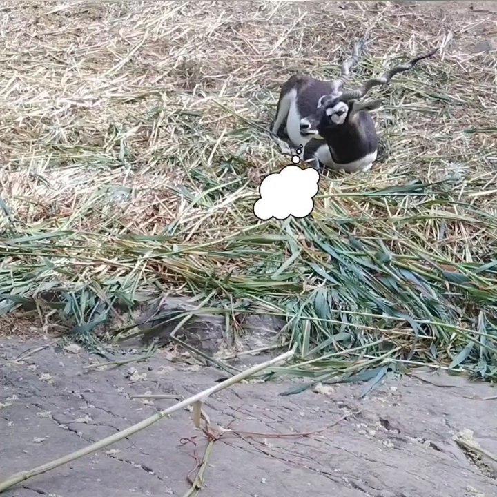 "Humans invented stress" 🤣🤣🤣