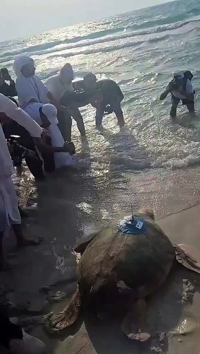 rescued turtles released