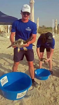 Turtles released in Abu Dhabi