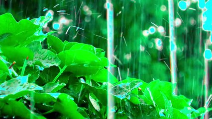 Soothing Rain & Distant Thunder for Sleep (Peaceful Night)