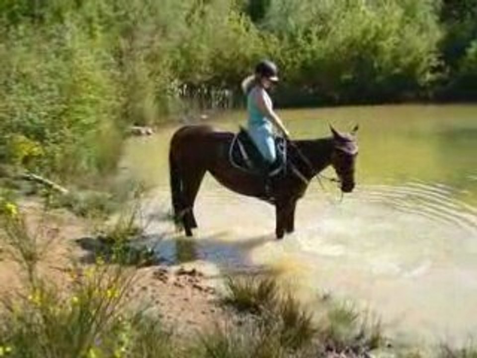 New dans l'eau