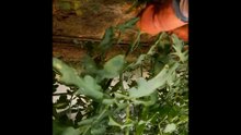 Domateste yaprak budaması (Leaf pruning in tomato)
