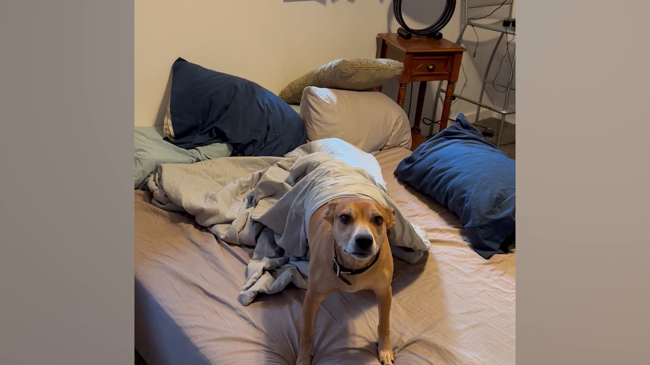 Pets Caught in the Act