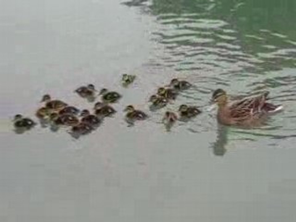 Carte famille nombreuse ?!