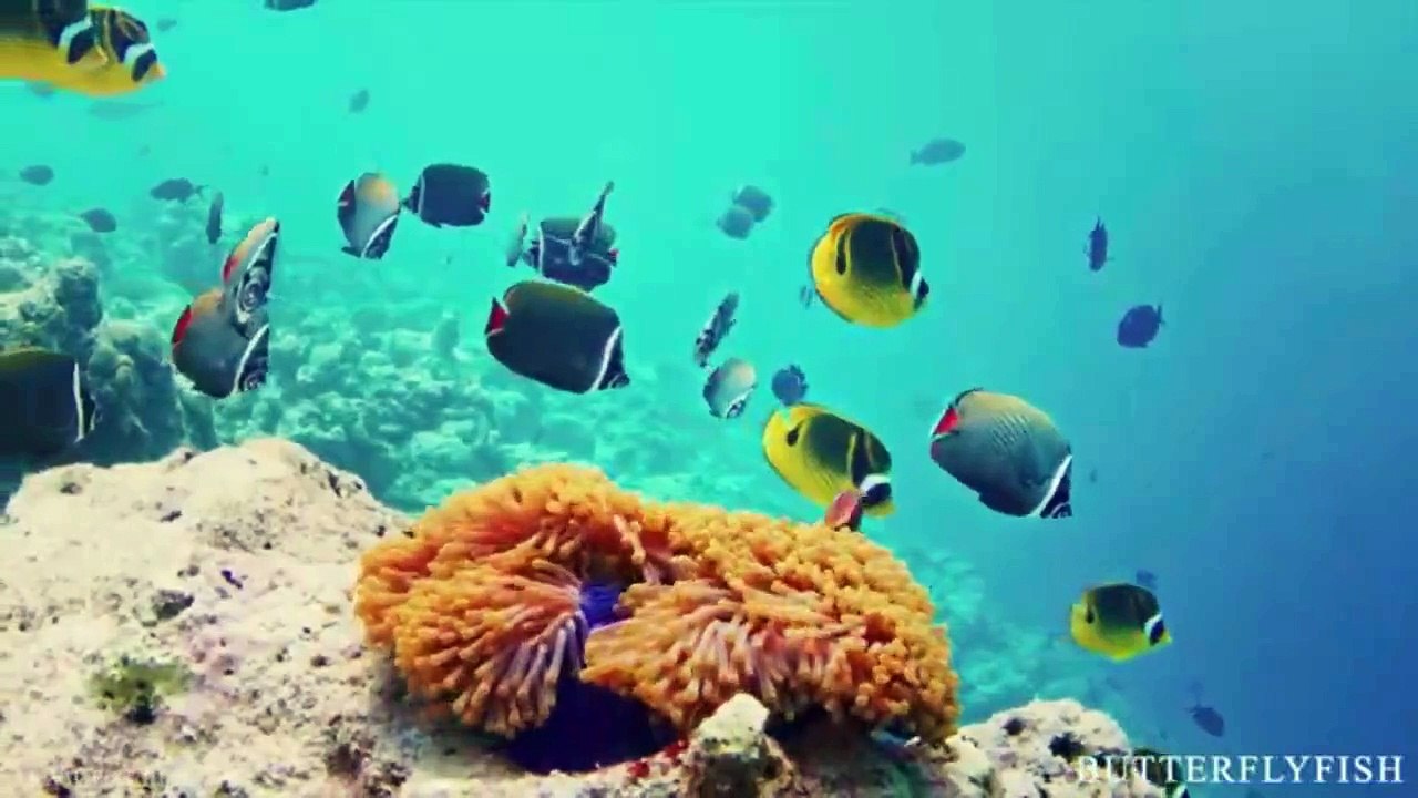 OCEANLIFE
